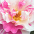 Biało - różowy - Róże rabatowe floribunda - Berlingot